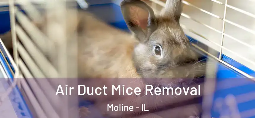  Air Duct Mice Removal Moline - IL