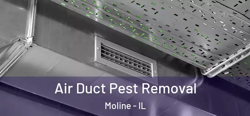Air Duct Pest Removal Moline - IL