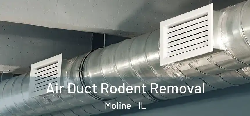 Air Duct Rodent Removal Moline - IL
