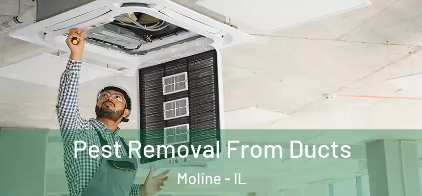 Pest Removal From Ducts Moline - IL