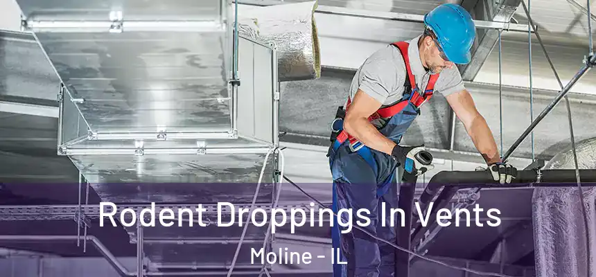  Rodent Droppings In Vents Moline - IL